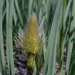 Eremurus stenophyllus Leaf