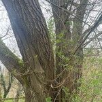 Salix triandra Bark