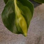 Philodendron brasiliense Leaf