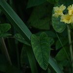 Camonea umbellata 其他