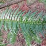 Cunninghamia lanceolata Foglia