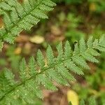 Dryopteris carthusiana برگ