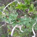 Dasiphora fruticosa 葉