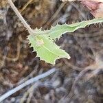 Crepis kotschyana Leaf