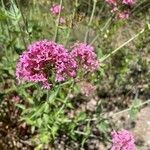 Centranthus lecoqiiЦвят