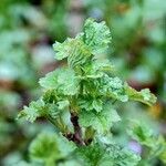 Ribes uva-crispa Leht