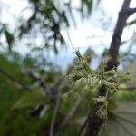 Humbertacalia tomentosa 花