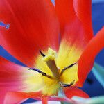 Tulipa mauriana Floare