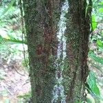 Hevea guianensisBark