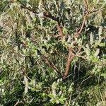 Salix glauca Flower