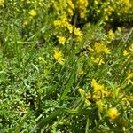 Saxifraga aizoidesBlomst