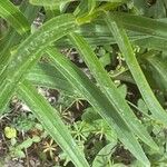 Lilium bulbiferum Feuille