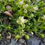 Sagina procumbens പുഷ്പം
