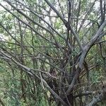 Haematoxylum campechianum Bark