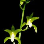 Chrysoglossum ornatum Flower