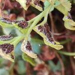 Asplenium ruta-muraria Fruit