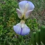 Acanthus ilicifolius Flower