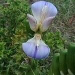 Acanthus ilicifolius Flor