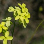 Biscutella auriculata 花