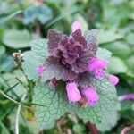 Lamium purpureum Blatt