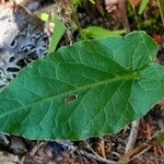 Rumex arifolius Leaf