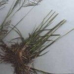 Eragrostis tenuifolia Лист