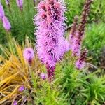 Liatris pycnostachyaÇiçek