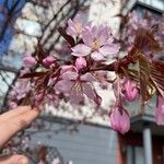 Prunus sargentii Blüte