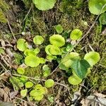 Adiantum reniforme Лист