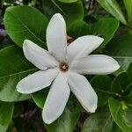 Gardenia taitensis Kwiat