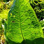 Rumex obtusifolius Blad