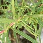 Epilobium dodonaei Blatt