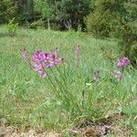 Polygala majorFlower