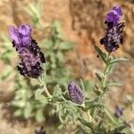 Lavandula stoechasപുഷ്പം