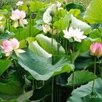 Nelumbo nuciferaFlor