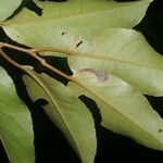Croton megistocarpus Hostoa
