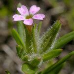 Microsteris gracilis Floare