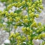 Artemisia annua Cvet