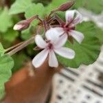 Pelargonium odoratissimum 葉