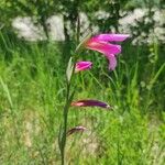 Gladiolus italicus List