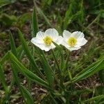 Ranunculus kuepferi Flower