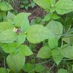 Galinsoga parviflora Leaf