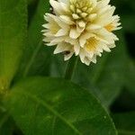 Alternanthera philoxeroides 花