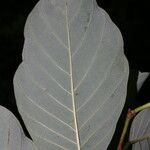 Annona pruinosa Hoja