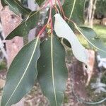 Corymbia ficifoliaList