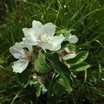 Malus pumila 花