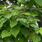 Catalpa speciosa Φύλλο