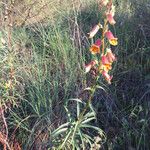 Digitalis obscura Blomst