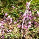 Allium carinatum Flor