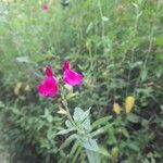 Salvia microphyllaFlower